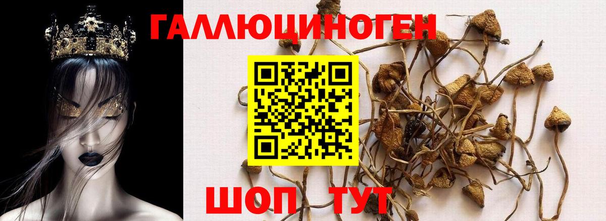 Галлюциногенные грибы мухоморы Волжский